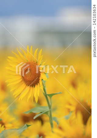 A field of sunflowers in full bloom A field of sunflowers in full bloom 142103634