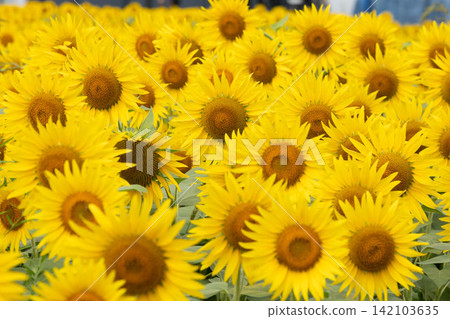 A field of sunflowers in full bloom A field of sunflowers in full bloom 142103635