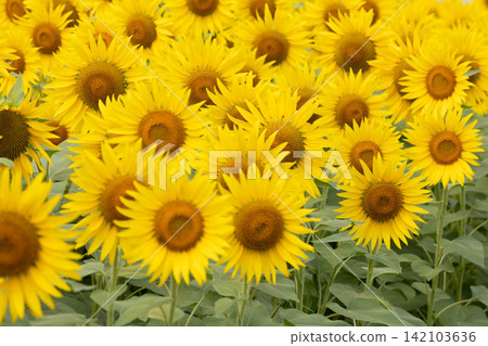 A field of sunflowers in full bloom A field of sunflowers in full bloom 142103636