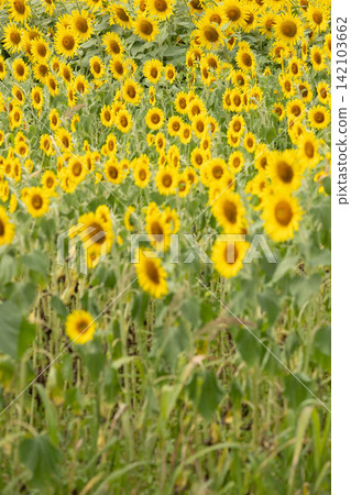 A field of sunflowers in full bloom 142103662