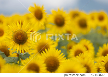 A field of sunflowers in full bloom A field of sunflowers in full bloom 142103665