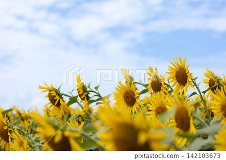 A field of sunflowers in full bloom A field of sunflowers in full bloom 142103673