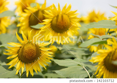 A field of sunflowers in full bloom 142103712