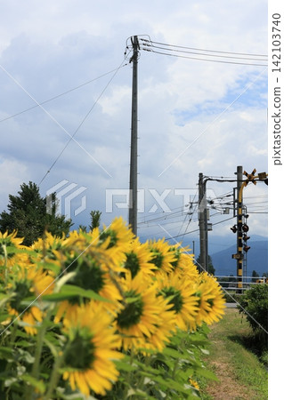 A field of sunflowers in full bloom A field of sunflowers in full bloom 142103740