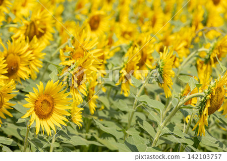 A field of sunflowers in full bloom A field of sunflowers in full bloom 142103757
