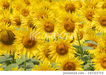 A field of sunflowers in full bloom A field of sunflowers in full bloom 142103758