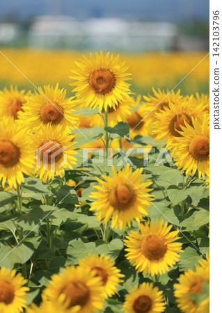 A field of sunflowers in full bloom A field of sunflowers in full bloom 142103796