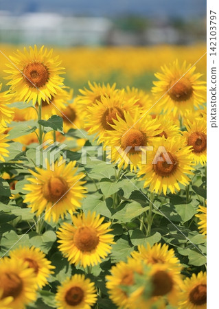 A field of sunflowers in full bloom A field of sunflowers in full bloom 142103797