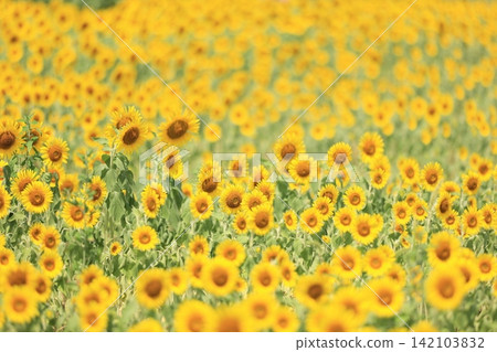 A field of sunflowers in full bloom A field of sunflowers in full bloom 142103832