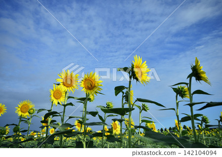 Sunflower field I saw someday Sunflower field I saw someday 142104094