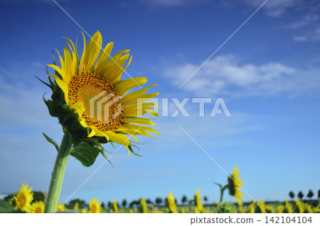 Sunflower field I saw someday Sunflower field I saw someday 142104104