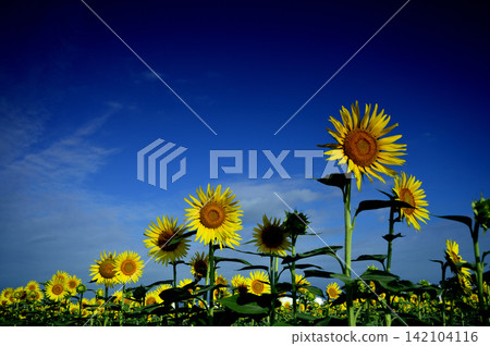 Sunflower field I saw someday Sunflower field I saw someday 142104116