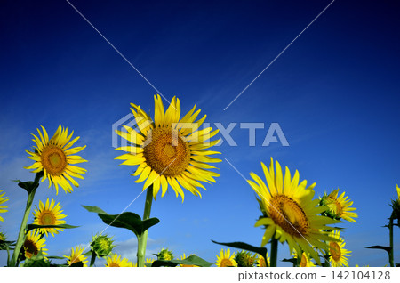 Sunflower field I saw someday Sunflower field I saw someday 142104128