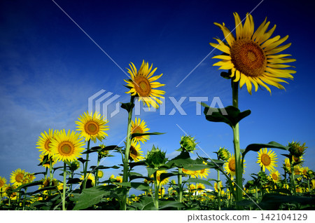 Sunflower field I saw someday Sunflower field I saw someday 142104129