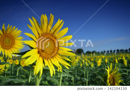 Sunflower field I saw someday Sunflower field I saw someday 142104130