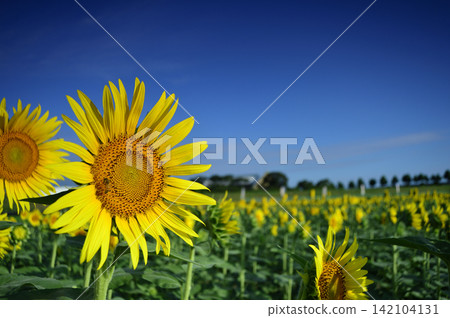 Sunflower field I saw someday Sunflower field I saw someday 142104131