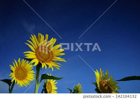 Sunflower field I saw someday Sunflower field I saw someday 142104132