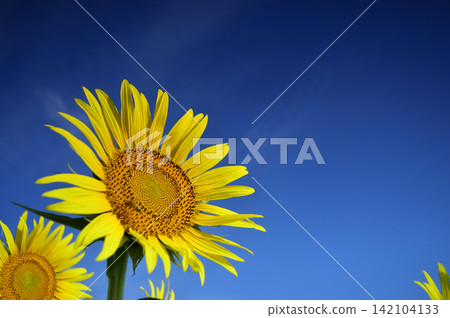 Sunflower field I saw someday Sunflower field I saw someday 142104133