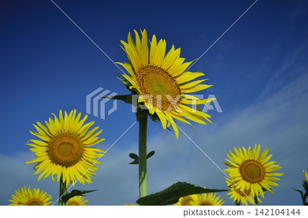 Sunflower field I saw someday Sunflower field I saw someday 142104144