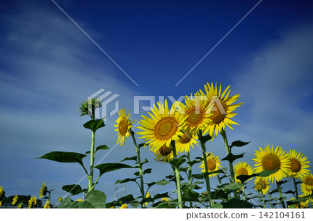 Sunflower field I saw someday 142104161
