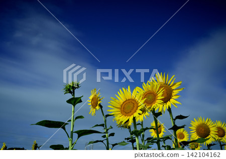 Sunflower field I saw someday Sunflower field I saw someday 142104162