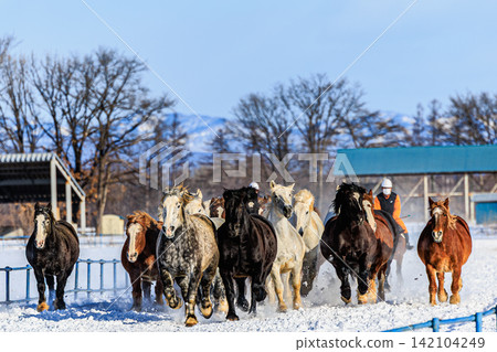 在十勝嚴酷的冬季，重型馬匹在雪地上奔跑鍛煉，形成了一道壯觀的景象。 142104249