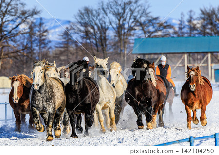 A breathtaking scene of horses racing in Tokachi, with powerful strides across a snow-covered pasture under a clear blue sky. A breathtaking scene of horses racing in Tokachi, with powerful strides across a snow-covered pasture under a clear blue sky. 142104250