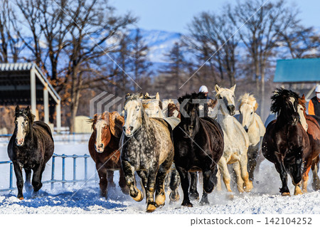 The thrilling spectacle of horses galloping across the snow-covered plains, a traditional event that unfolds in the Tokachi region during winter. The thrilling spectacle of horses galloping across the snow-covered plains, a traditional event that unfolds in the Tokachi region during winter. 142104252