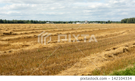 Agricultural field after the grain harvest. Farm buildings on the horizon. Agricultural field after the grain harvest. Farm buildings on the horizon. 142104334