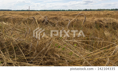 Bent ripe ears of rye in an agricultural field after harvesting Bent ripe ears of rye in an agricultural field after harvesting 142104335