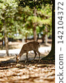在奈良公園的樹蔭下，日本鹿正在覓食。 142104372