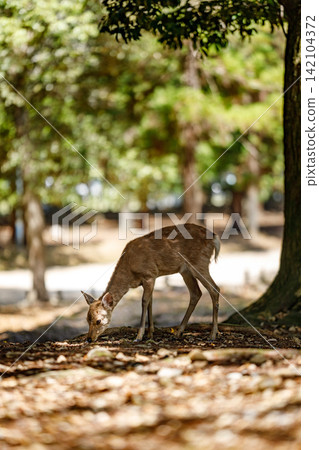 在奈良公園的樹蔭下,日本鹿正在覓食。 在奈良公園的樹蔭下,日本鹿正在覓食。 142104372