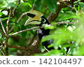北鵲犀鳥是蘭卡威的代表性野生鳥類。它的角酷似犀牛角。 142104497