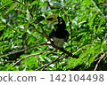 北鵲犀鳥是蘭卡威的代表性野生鳥類。它的角酷似犀牛角。 142104498