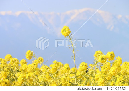 Hira Mountain system and rape blossoms Hira Mountain system and rape blossoms 142104582