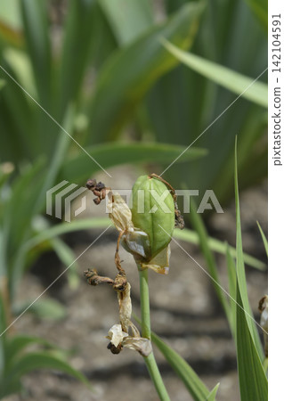 Miniature Tall Bearded Iris Quagga Seed Pod Close Up in Natural Environment Miniature Tall Bearded Iris Quagga Seed Pod Close Up in Natural Environment 142104591