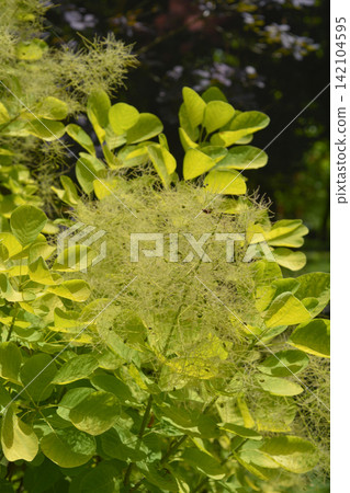 Close-up of Fluffy Smoke Tree Inflorescence in Summer Close-up of Fluffy Smoke Tree Inflorescence in Summer 142104595