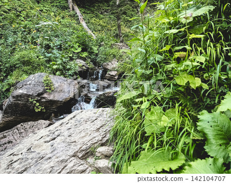 Small mountain stream flowing through lush green forest vegetation Small mountain stream flowing through lush green forest vegetation 142104707