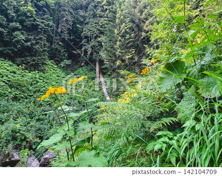 Lush mountain forest with yellow wildflowers and ferns Lush mountain forest with yellow wildflowers and ferns 142104709