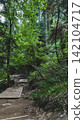 Wooden boardwalk trail through a lush mountain forest 142104717