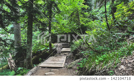 Wooden footbridge through a dense mountain forest Wooden footbridge through a dense mountain forest 142104718