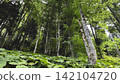Lush green forest with tall trees and dense undergrowth 142104720
