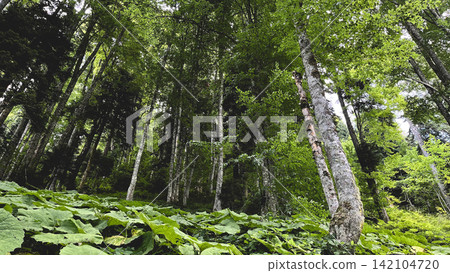 Lush green forest with tall trees and dense undergrowth 142104720