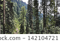 Dense mountain forest in a scenic alpine valley 142104721