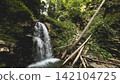 Forest Waterfall in Lush Green Woodland 142104725