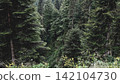 Dense Evergreen Forest with Lush Mountain Vegetation 142104730