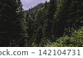 Dark Evergreen Mountain Forest Under Overcast Sky 142104731