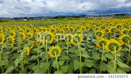 The backs of the sunflowers 142105073