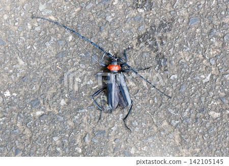 Carcass of a red-necked longhorn beetle Carcass of a red-necked longhorn beetle 142105145