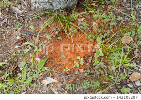 Frass red-necked longhorn beetle Frass red-necked longhorn beetle 142105297